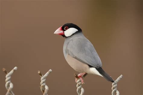 Java Sparrow Java Finch Lonchura Oryzivora Paiko Lago Flickr