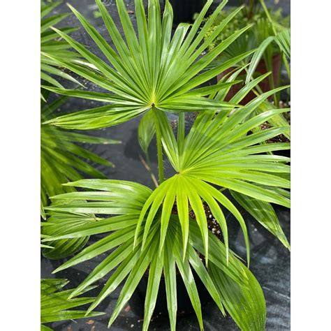 KKB Chinese Fan Palm Livistonia Chinensis Shopee Malaysia