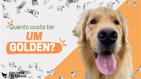 Quanto Custa Ter Um Golden Retriever Youtube