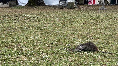 Nutrie al parco urbano di Forlì non è igienico la denuncia di un