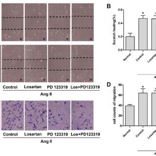 Effect Of At R And At R Antagonists On Ang Ii Mediated Migration Of