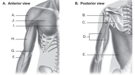 Ch 5 The Muscular System Review Flashcards Quizlet