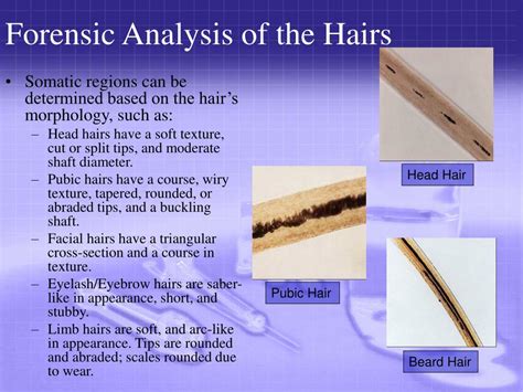 Hair Analysis In Forensics