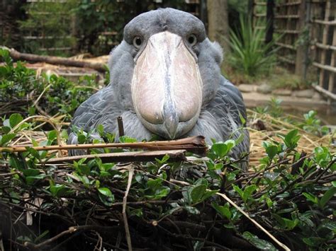 1000+ images about Shoebill on Pinterest | Ducks, Animal kingdom and Birds