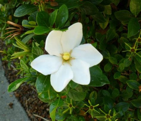 6 Petal White Flower Flower