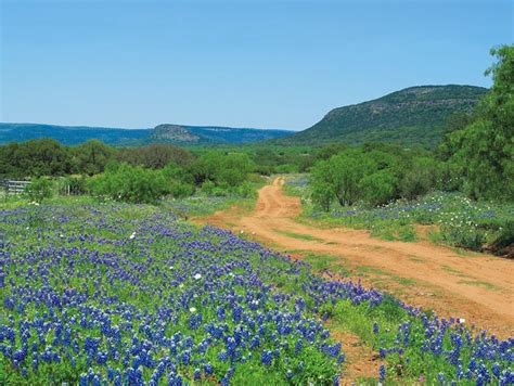 Arthur Rawlings Limited Edition Museum Quality Giclée Bluebonnet