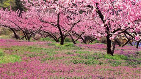 Peach Garden – Bing Wallpaper Download