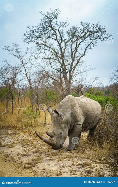 White Rhino In Kruger National Park Mpumalanga South Africa Stock