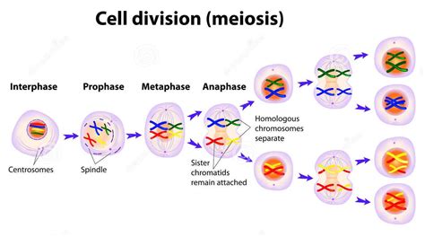 Fases De La Meiosis Tu GuÍa De Aprendizaje