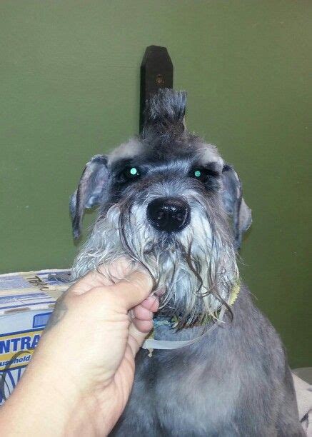 Schnauzer mohawk. | Dog grooming, Schnauzer, Grooming