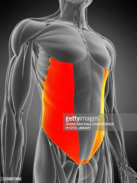 Oblique Muscle Stock Fotos Und Bilder Getty Images