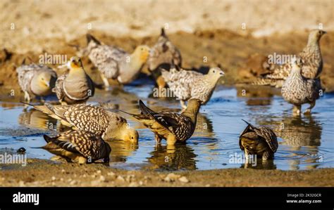Flock Of Namaqua Sandgrouse Drinking In Waterhole In Kgalagadi