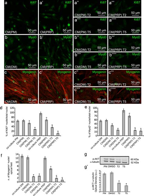 Assessement Of Paracrine Action Of Bm Mscs On C C Myoblasts