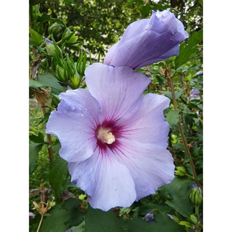 Hibiscus Syriacus Oiseau Bleu Althéa Floribond à Fleurs Bleues Et 024