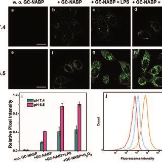 Ah TPM Images Of HepG2 Cells Incubated At Two Different PH Values