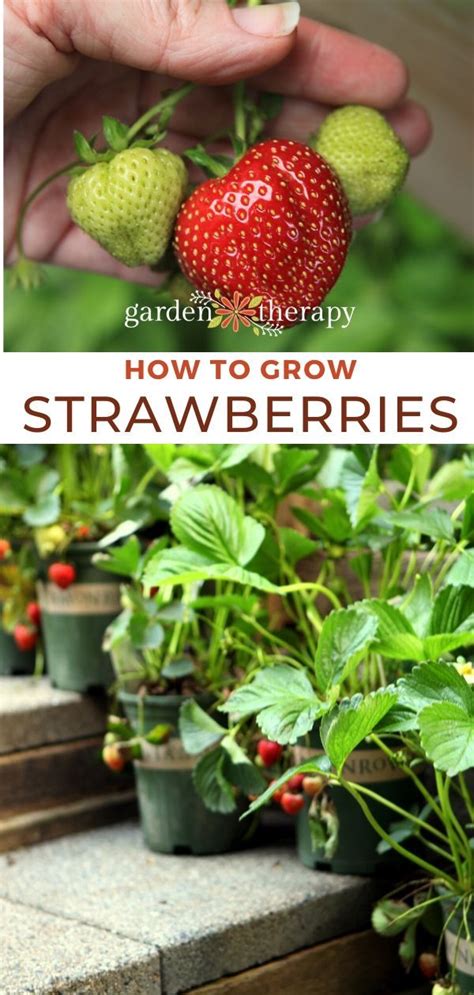 Growing Strawberries Everything You Need To Know Garden Therapy Strawberry Plants Growing