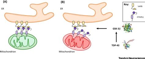 Tar Dna Binding Protein 43 Tdp 43 Loosens Endoplasmic Reticulum