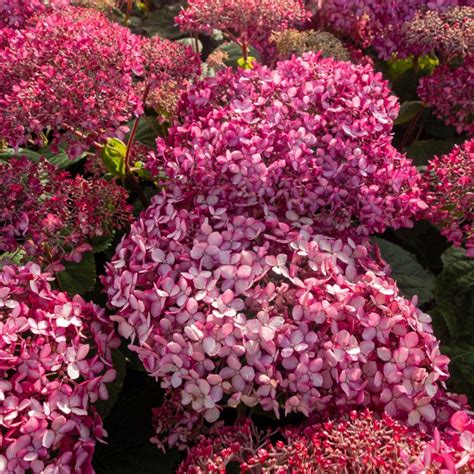 Hydrangea Arborescens Invincibelle Pink Annabelle NCHA1