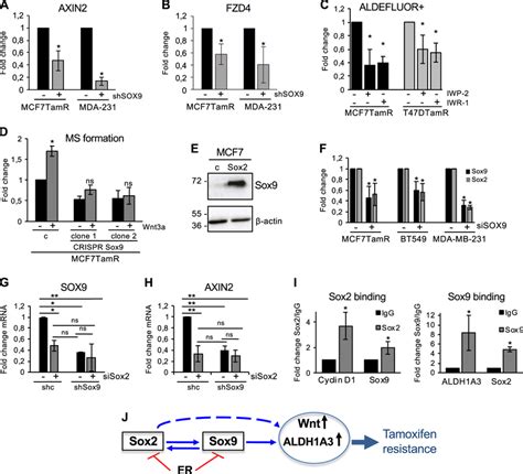 A Sox2sox9 Axis Regulates Wnt Activity In Breast Cancer Cells Axin2 A