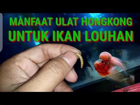 Manfaat Ulat Hongkong Untuk Ikan Louhan Youtube