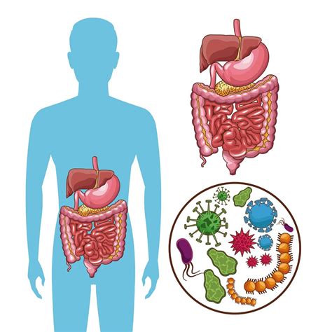 Microbiota intestinal Proyectos de divulgación del instituto