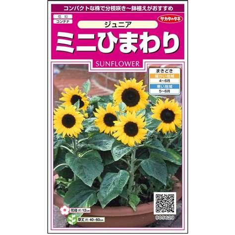 【楽天市場】【サカタのタネ公式】 ヒマワリ ジュニア 花 種 約15粒 小袋 春まき 夏イエロー 鉢植え 地植え 簡単 初心者向き 育てやすい