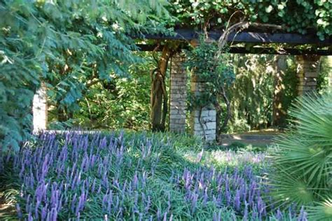 Liriope Muscari Blue Lily Turf