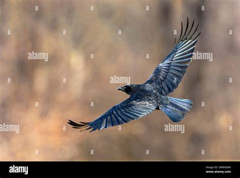 The carrion crow (Corvus corone) is a species of bird in the corvid family (Corvidae), Sonthofen ...