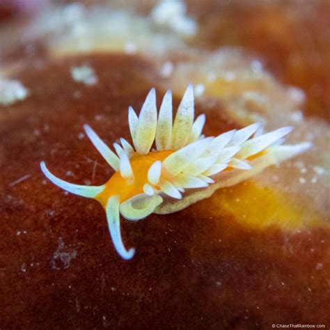 All Nudibranch Species