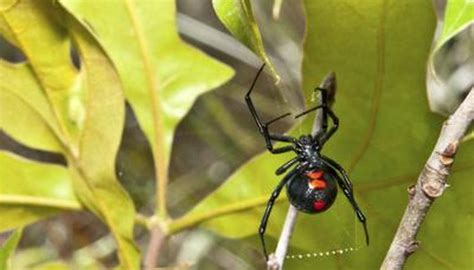 How to Identify Spiders Found in Indiana | Sciencing