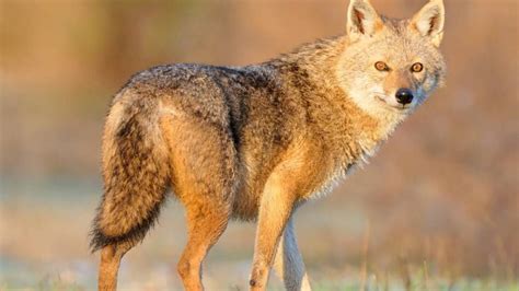 Detectado por primera vez un chacal dorado vivo en España a las puertas