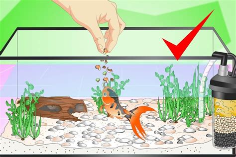 Can You Put Goldfish Straight Into A New Tank A Beginners Guide