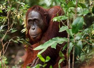 Bukan Orangutan Ini Dia Hewan Primata Paling Cerdas Di Dunia