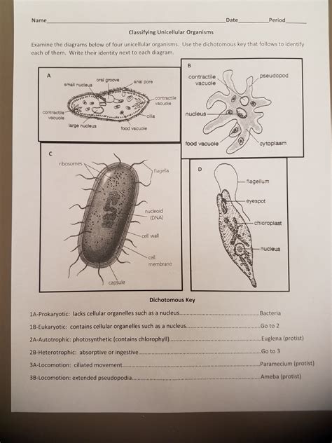 Unicellular Diagram