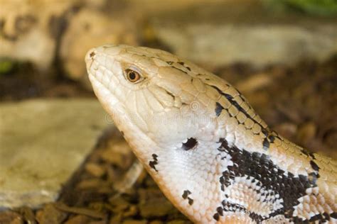 Blue Tongued Skink stock image. Image of head, scally, heads - 843319