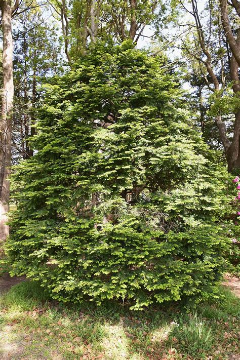 How to Grow and Care for Yew Trees and Shrubs | Gardener’s Path