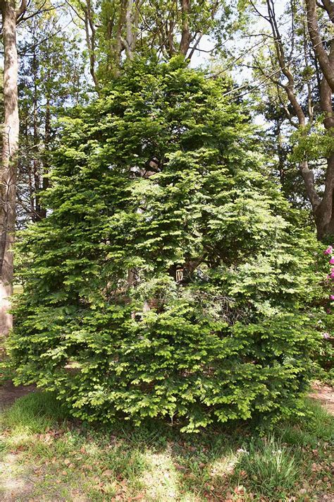 How To Grow And Care For Yew Trees And Shrubs Gardeners Path