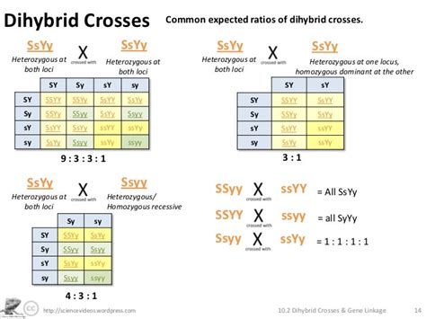 Dihybrid Crosses Gene Linkage And Recombination