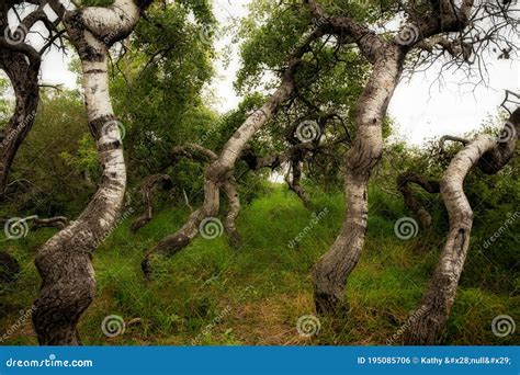 Crooked Bush At Hafford Saskatchewan Stock Photo Image Of Bush Brown