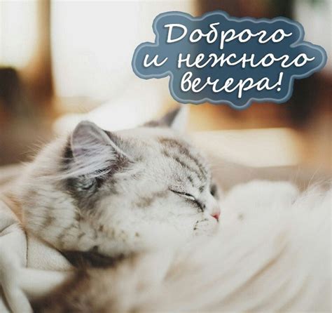 Добрый вечер, друзья! - Картинки пожелания доброго вечера друзьям ...