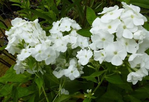 Phlox Paniculata White Admiral Pflanzen Kaufen Online