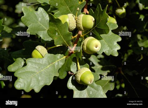 Cluster Of Acorns On English Or Pendunculate Oak Quercus Robur Stock