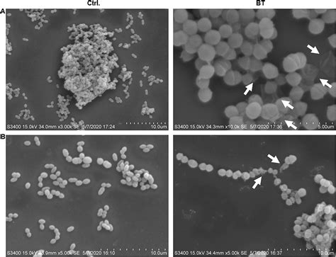 Frontiers Drug Repurposing In Vitro And In Vivo Antimicrobial And