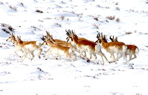 Path Of The Pronghorn At ‘high Risk’ Of Being Lost New Analysis Finds Wyofile