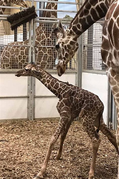 Omahas Henry Doorly Zoo And Aquarium Welcomes Second Giraffe Calf This