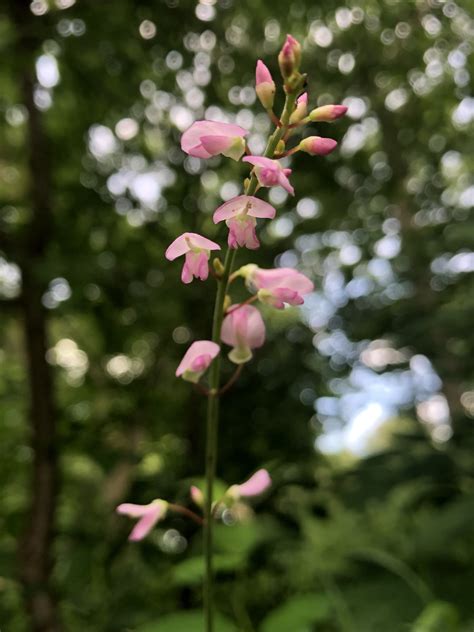 Wisconsin Wildflower | Pointed-leaf Tick-trefoil | Desmodium glutinosum