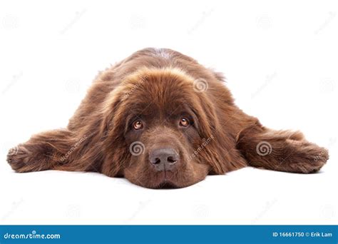 Brown Newfoundland dog stock photo. Image of brown, giant - 16661750