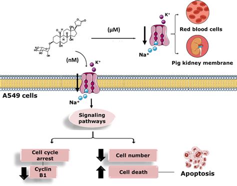 Con Induced Cytostatic And Cytotoxic Effects In A549 Cells Showing