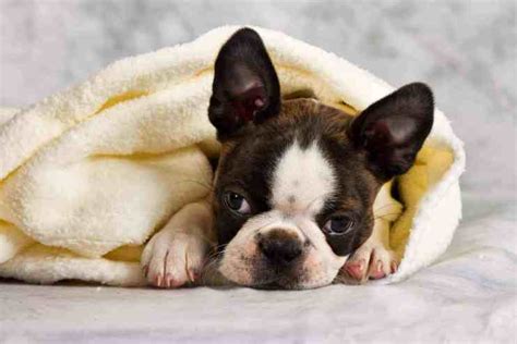 Boston Terrier Birthing A Complete Guide Boston Terrier Society