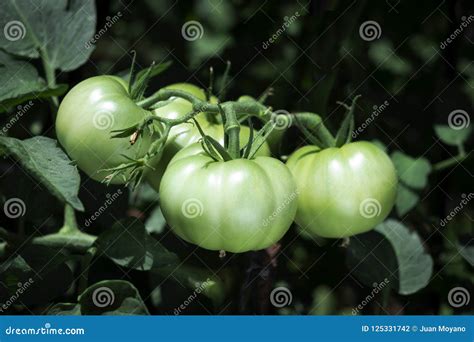 Tomates Que Maduran En La Planta En Una Huerta Foto De Archivo Imagen